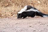 Skunk Bosque Del Apache Dec 2018